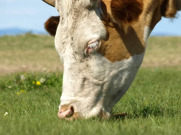 Domestic Cattle Farm Cows — Stock Photo, Image