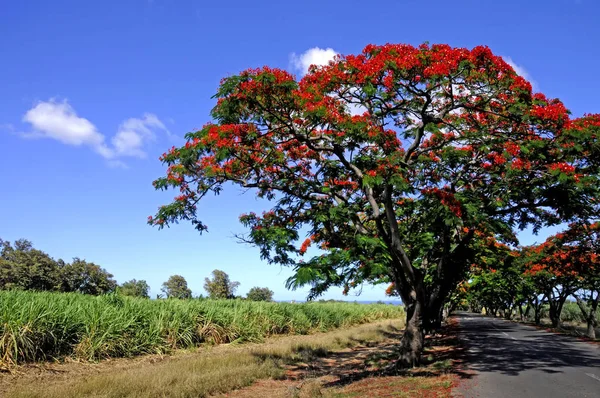 Flourishing Red Flame Tree — Stock Photo, Image