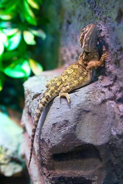 Camaleonte Animale Lucertola Tropicale Rettile — Foto Stock