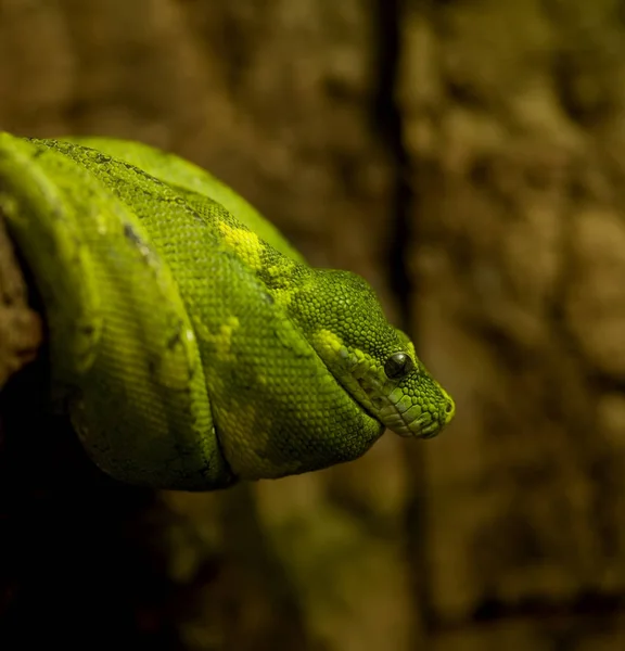 Vista Majestuosa Serpiente Pitón Salvaje —  Fotos de Stock