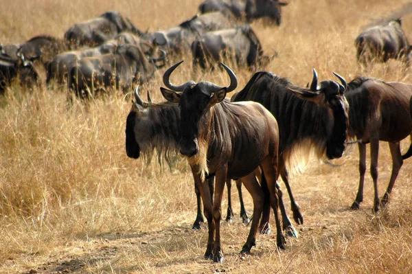 Scénický Pohled Faunu Flóru Savannah — Stock fotografie