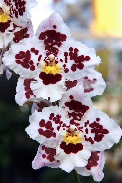 Cênica Bela Flor Orquídea Colorida — Fotografia de Stock