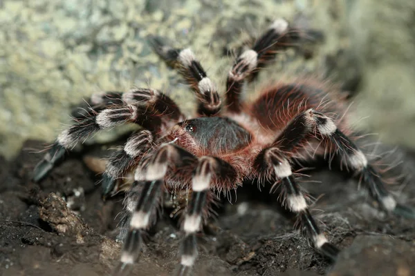 Tarantula Strašidelný Hmyz — Stock fotografie