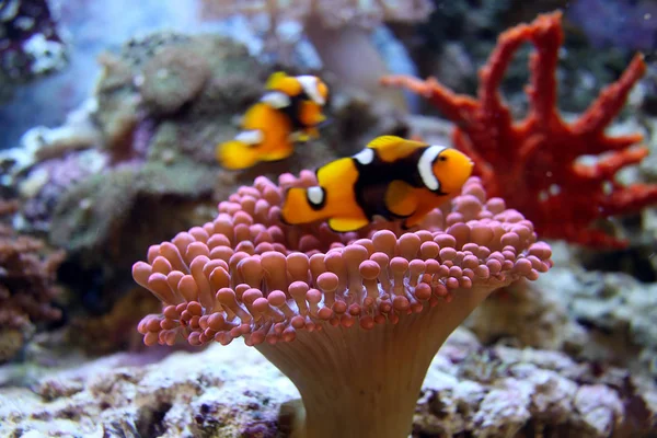 海底小丑鱼 — 图库照片