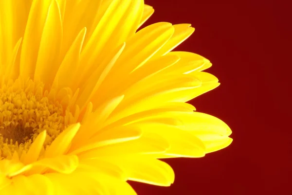 Лепестки Желтых Цветов Флора Листва — стоковое фото