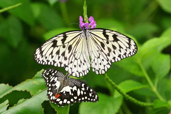 아름다운 색깔의 나비를 가까이 — 스톡 사진