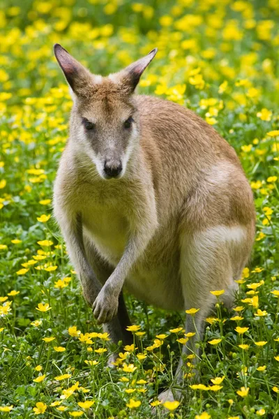 Schattig Kangoeroe Dier Australisch Zoogdier — Stockfoto