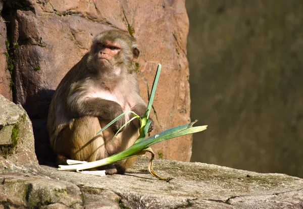 Affe Primaten Tier Tierwelt — Stockfoto