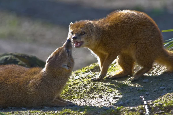 Vacker Utsikt Över Mungo Vild Natur — Stockfoto