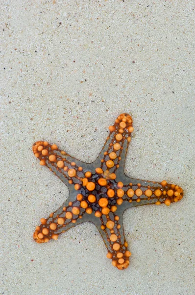 Seesterne Wasserlebewesen — Stockfoto