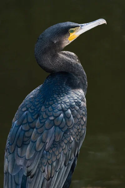 Vista Panoramica Bellissimo Uccello Cormorano Natura — Foto Stock