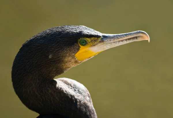 Vista Panoramica Bellissimo Uccello Cormorano Natura — Foto Stock