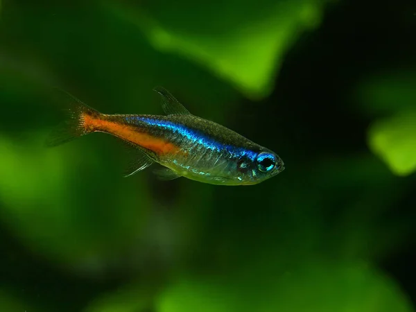 Poisson Vert Dans Aquarium — Photo