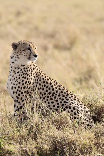 Africano Manchado Cheetah Predador Grande Gato — Fotografia de Stock