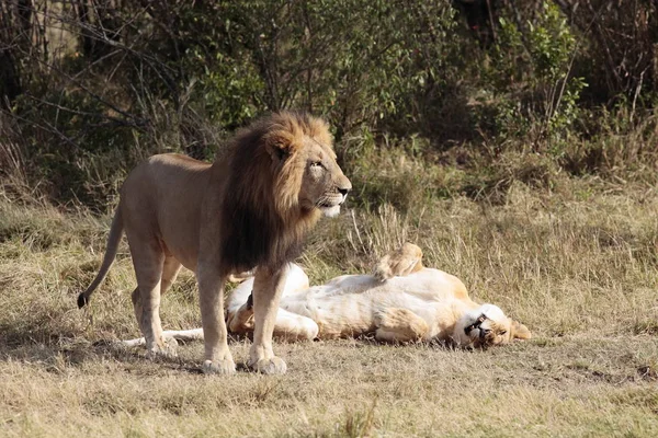 Löwenweibchen Und Männchen — Stockfoto