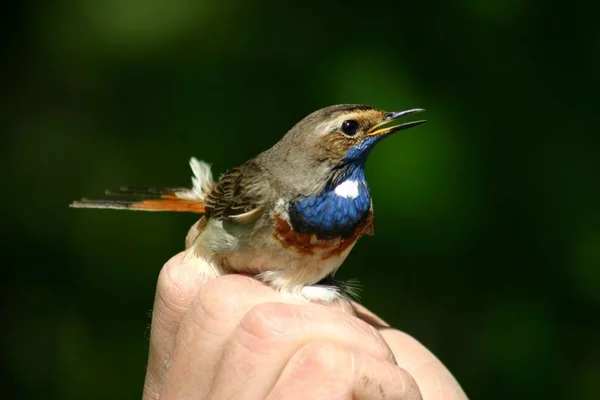 Vue Panoramique Bel Oiseau Nature — Photo