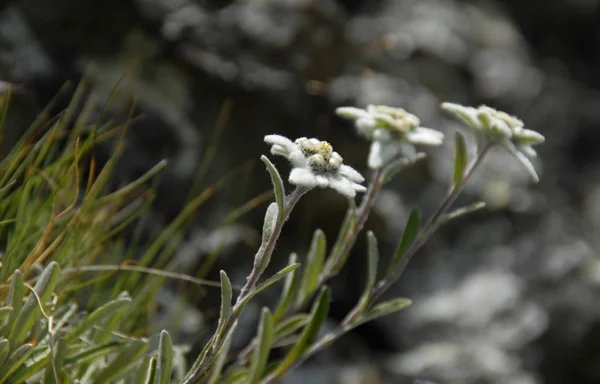 Branco Edelweiss Wildflowers Pétalas — Fotografia de Stock