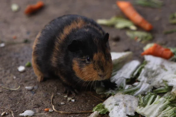 Hamster Marsvin Gnagare Djur Sällskapsdjur — Stockfoto