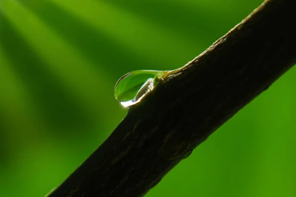 Belo Tiro Botânico Papel Parede Natural — Fotografia de Stock