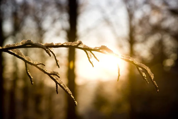 雪の光を受けて枝を伸ばし — ストック写真
