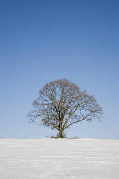 Linden Tree Winter — Stock Photo, Image