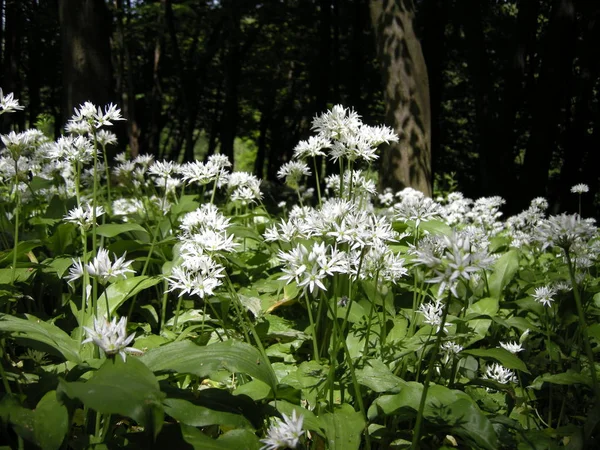 an undergrowth in spring and wood garlic in flowers