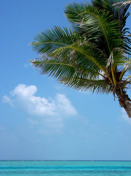 Fondo Palmera Espacio Copia — Foto de Stock