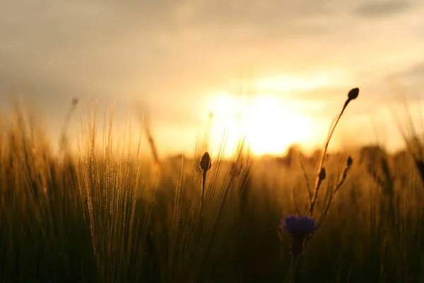 Spätsommerabend — Stockfoto