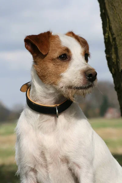 Retrato Cão Bonito — Fotografia de Stock