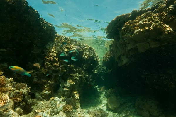 Corales Océanos Peces — Foto de Stock