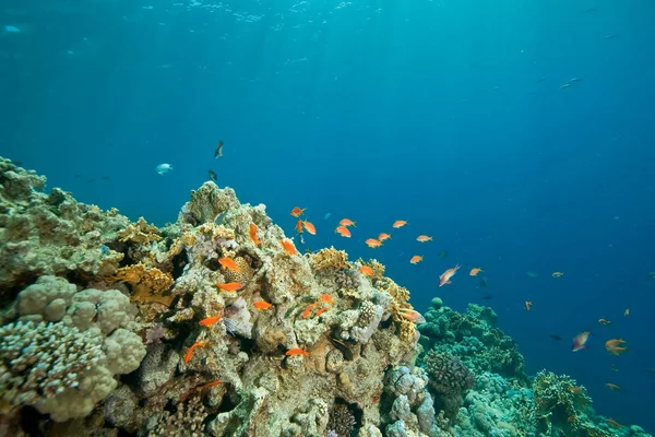 サンゴ海水中魚 — ストック写真