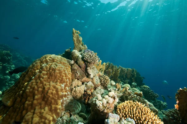 Koraller Hav Vatten Och Fiskar — Stockfoto