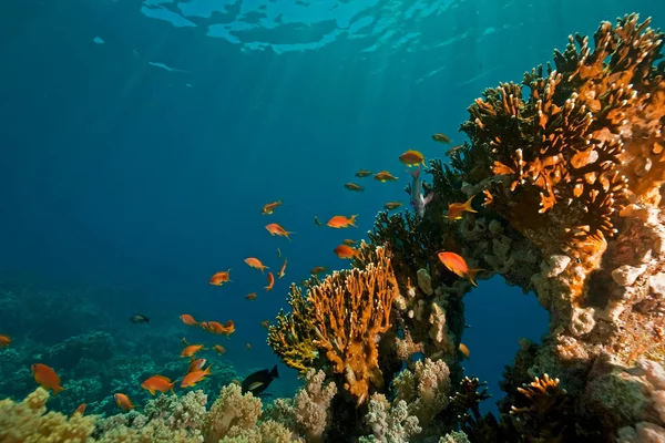 Korallok Víz Alatti Óceánok Halak — Stock Fotó