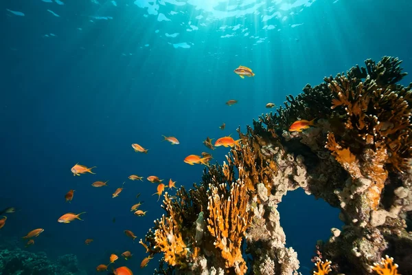 Korall Óceán Hal — Stock Fotó