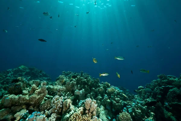 Coral Oceano Peixes — Fotografia de Stock