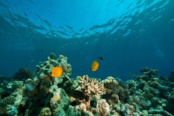 Корали Океан Риби — стокове фото