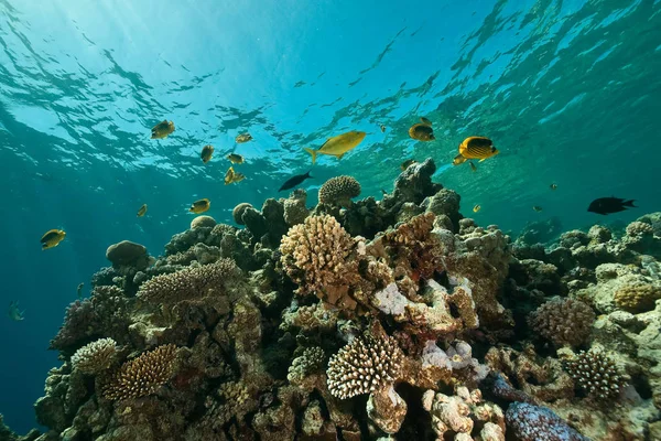 Corais Oceano Submarino Peixes — Fotografia de Stock