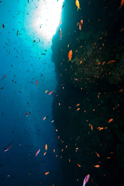 Koralen Oceaan Onderwater Vissen — Stockfoto