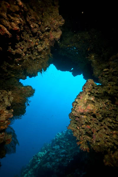 Korallen Ozeane Unter Wasser Und Fische — Stockfoto