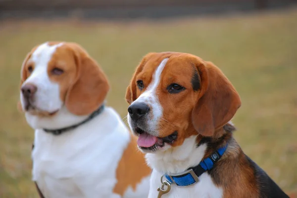 Portré Aranyos Imádnivaló Beagle Dog — Stock Fotó