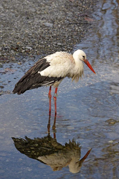 Vista Panorámica Hermoso Pájaro Cigüeña Naturaleza —  Fotos de Stock