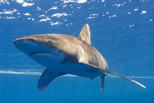 Dolphin Aquatic Fish Marine Animal — Stock Photo, Image