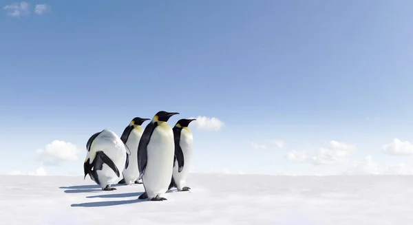 Pinguins Bonitos Natureza Selvagem — Fotografia de Stock