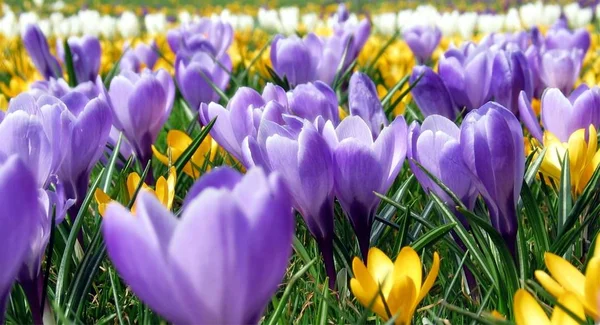 Crocus Çiçekleri Bahar Çiçekleri — Stok fotoğraf