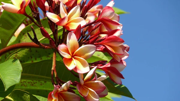 Frangipani Plumeria Flower Petals — Stock Photo, Image