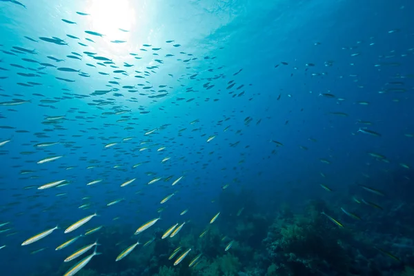 Onderwater Zeewater Leeuwenvis — Stockfoto