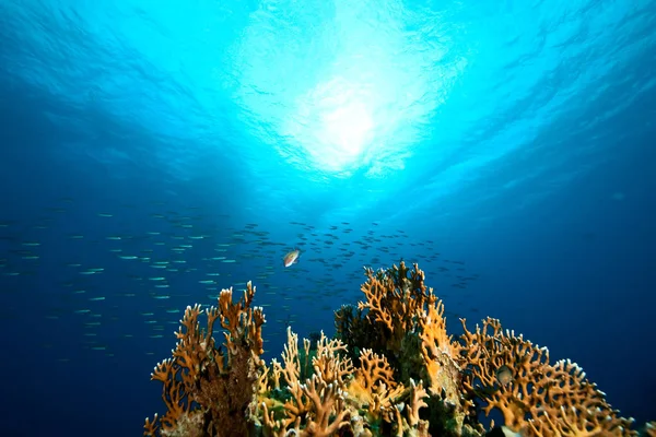 水下海洋和鱼类 — 图库照片