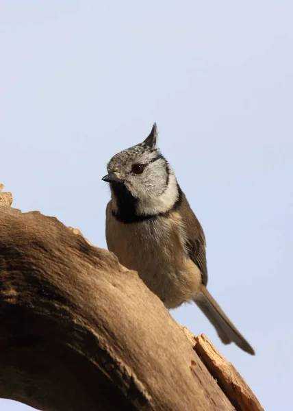 Vista Cênica Belo Pássaro Titmouse — Fotografia de Stock