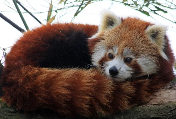 Roter Panda Ailurus Fulgens — Stockfoto