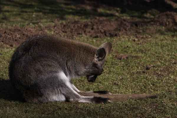 Кенгуру Австралийская Фауна — стоковое фото